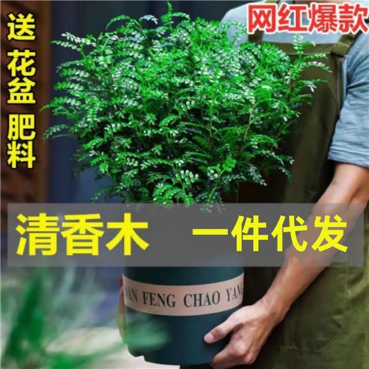 驱蚊驱虫清香木胡椒木盆栽植物绿植室内客厅四季常青美化空气提神