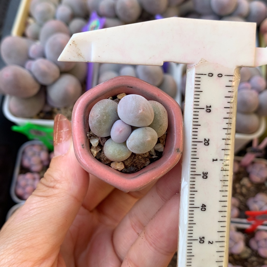 米可奶 不凑满28元发一片叶 不售后 到付