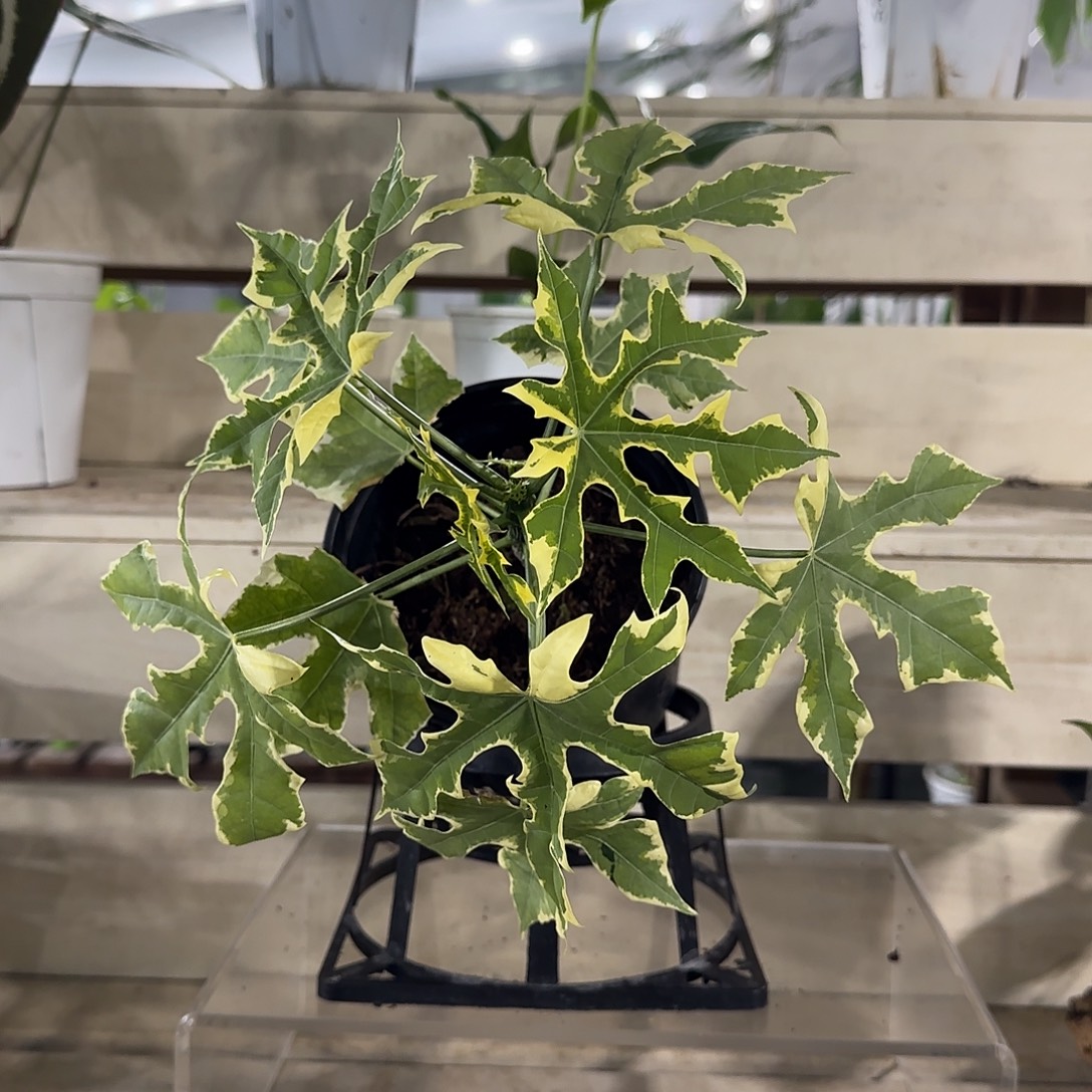 无花朵树菠菜锦树菠菜锦