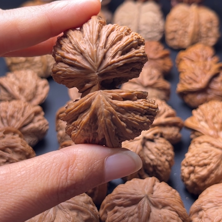 V白狮子连体核桃哈哈哈哈哈哈哈哈
