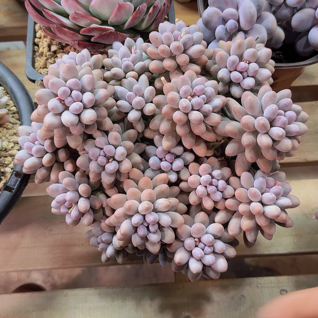 汤圆多肉一物一拍