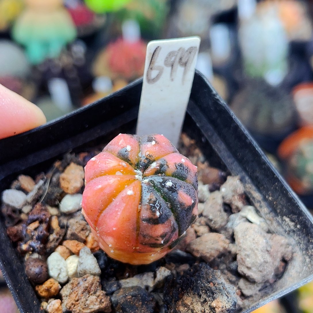 非偏远地区满25包邮仙人球