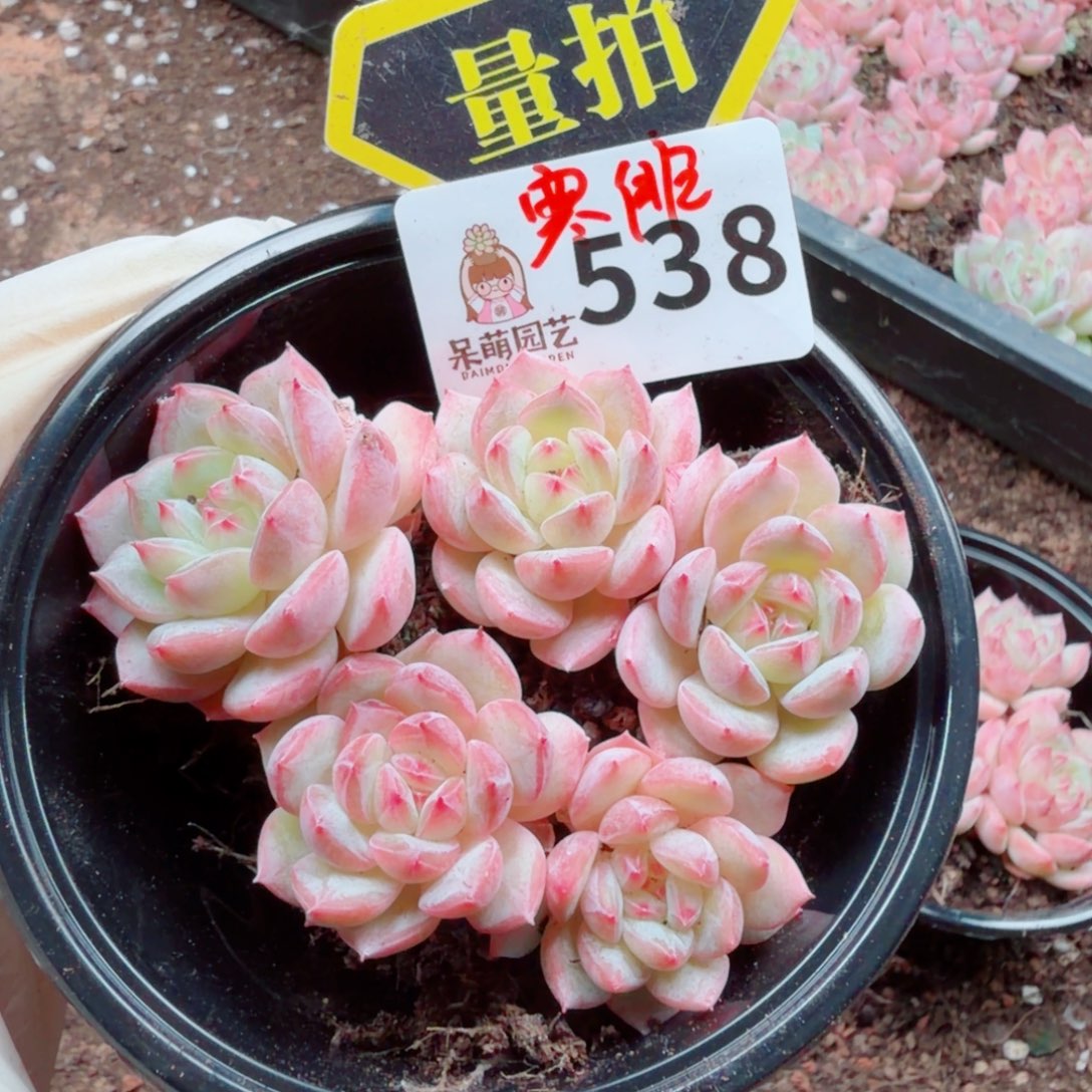 多肉植物多肉植物