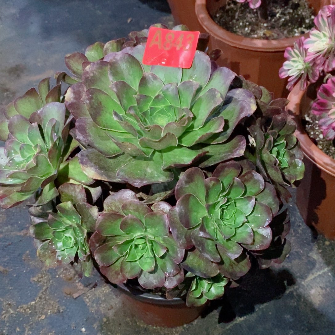 魅金玫瑰843多肉11111