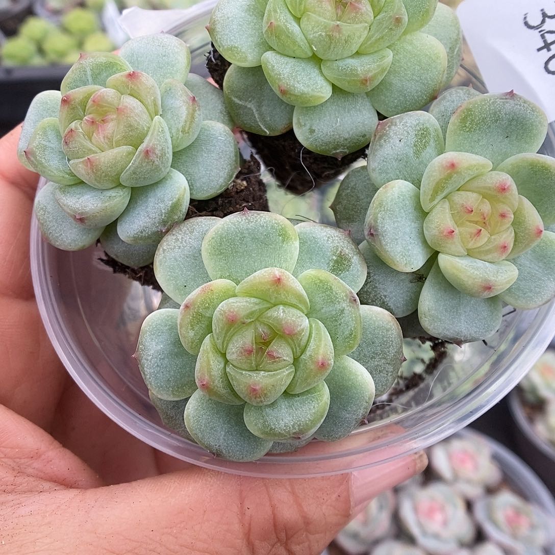 一物一拍一物一拍911-346