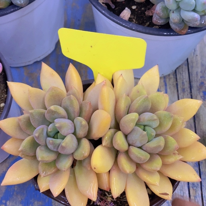 多肉植物，开心多肉