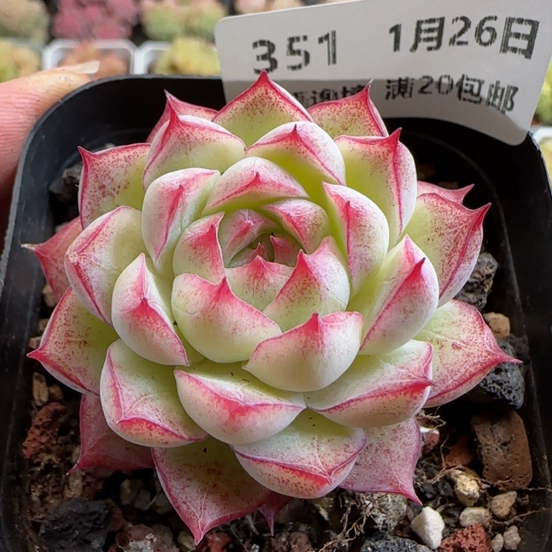 花语逸镜0126-351女王