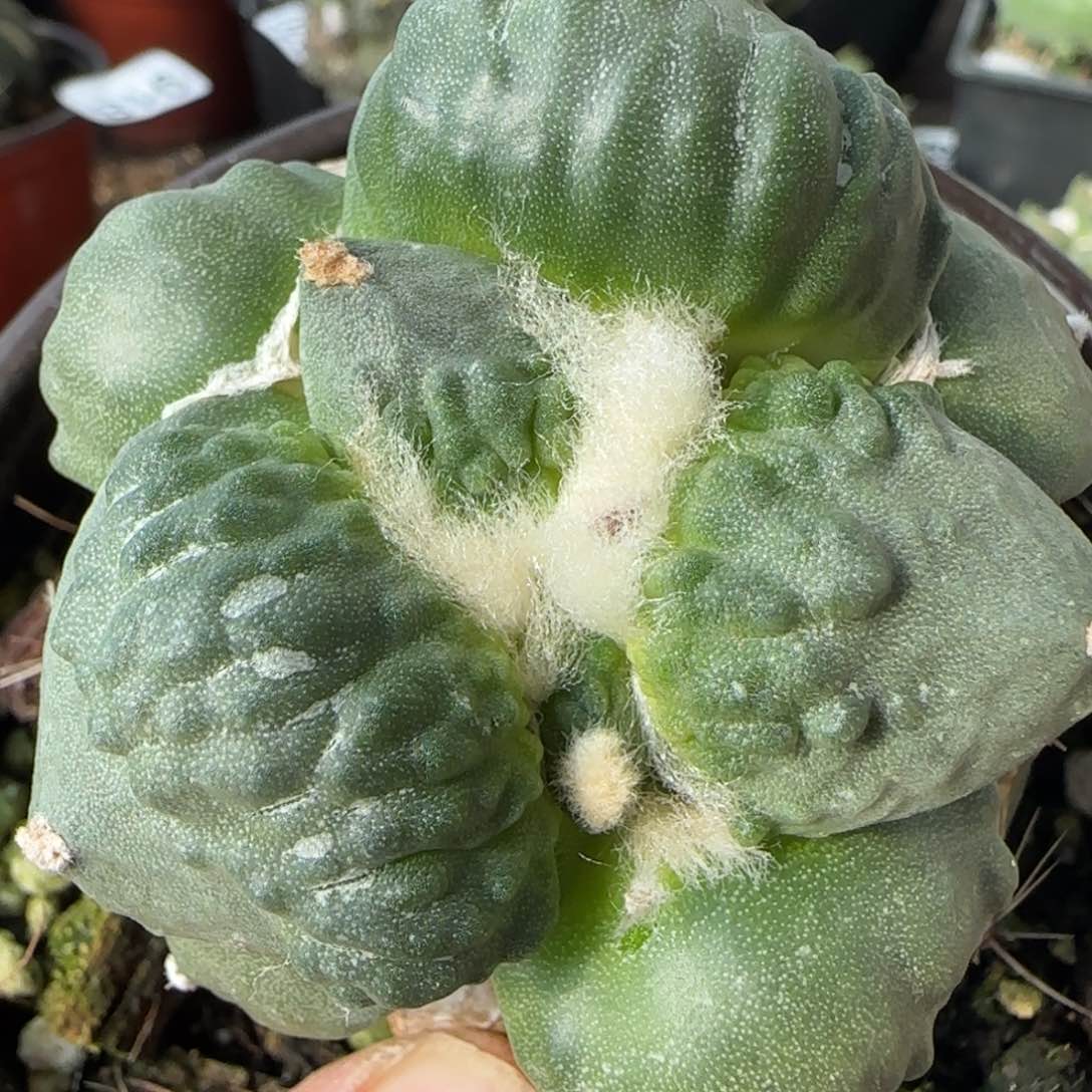 【闪购商品】优选纯种怒涛934