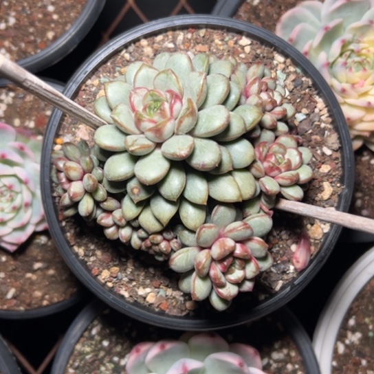 葡萄～景天的可可爱爱