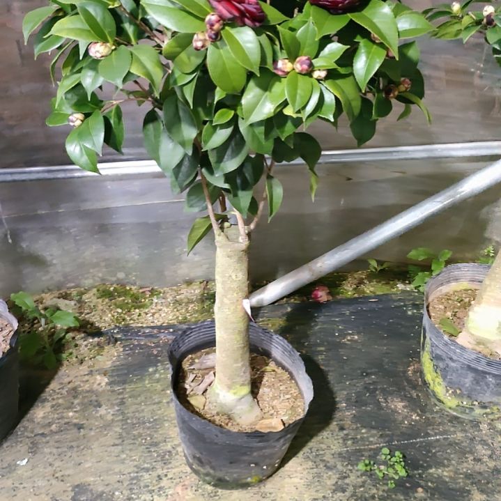 锋311墨川，原盆原土发货