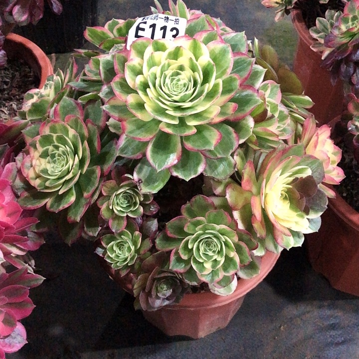 花脸黑鲜多肉1130000000000