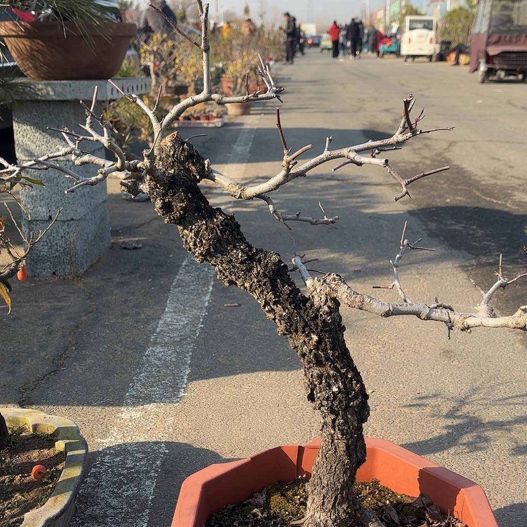 无花朵糖梨盆景造型盆栽