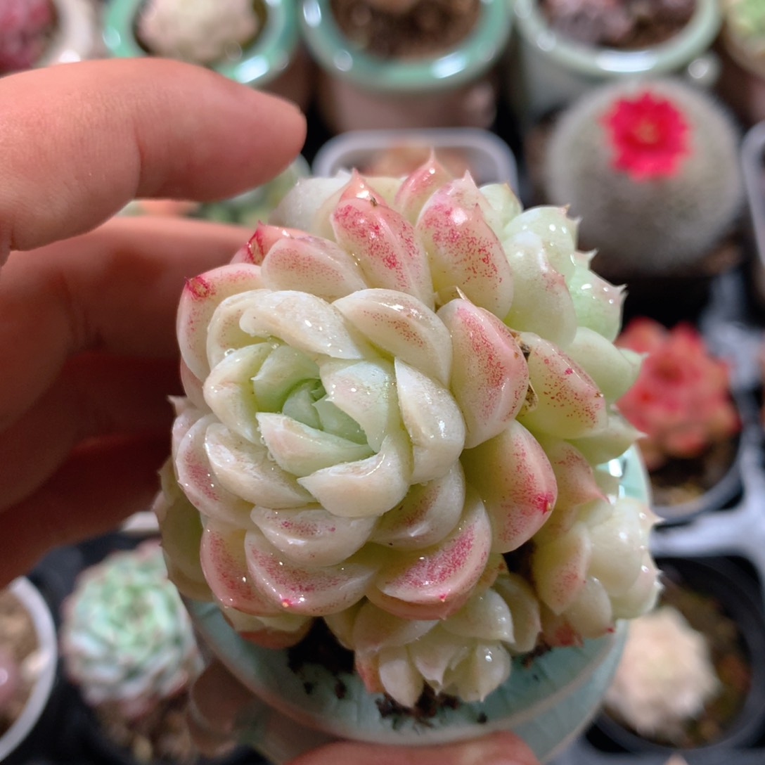 5CM拇指盆精控多肉ZH819