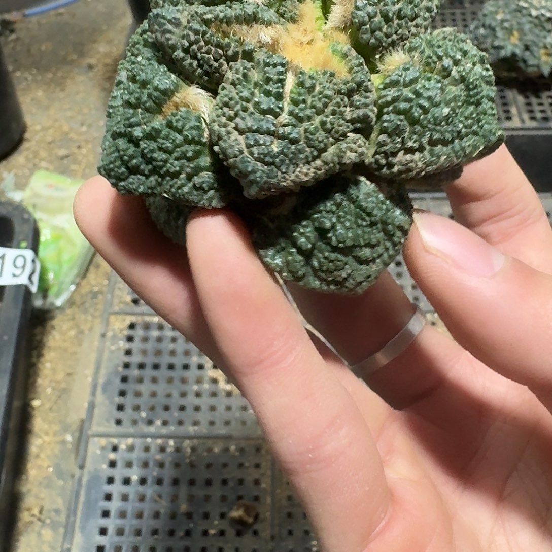 484号仙人球萝卜根