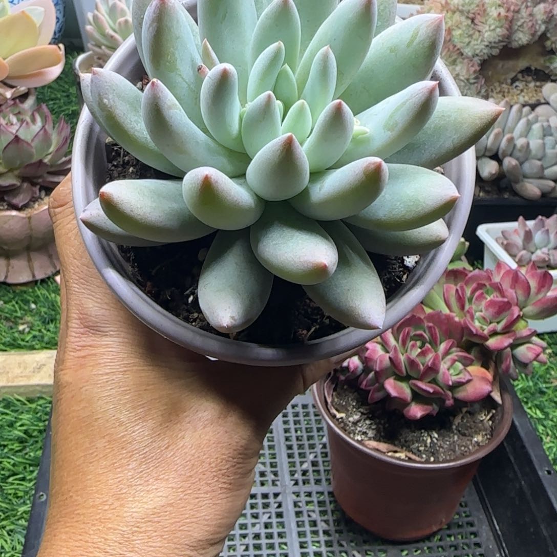 锦安精品多肉植物249