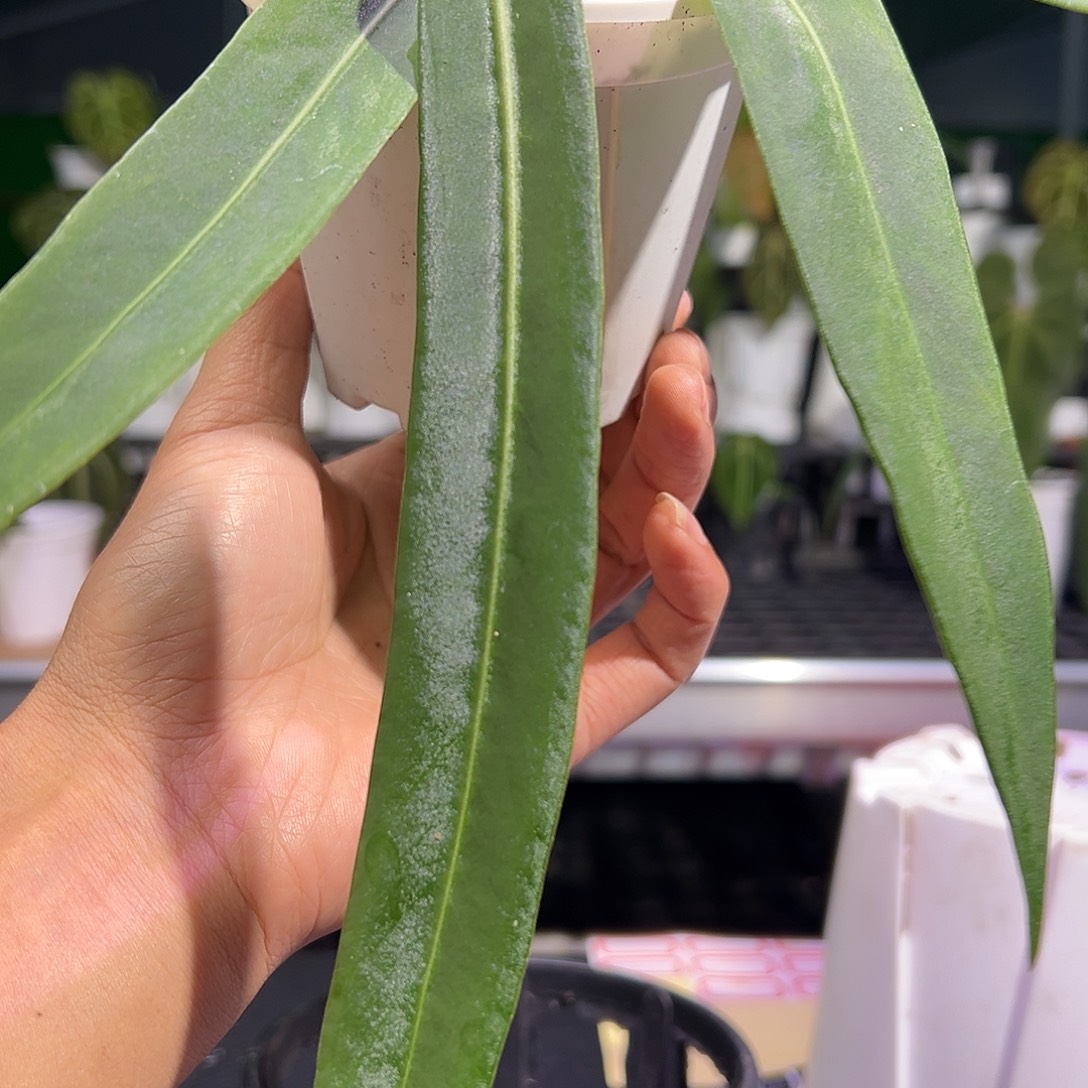 完全开放银脉丝绸