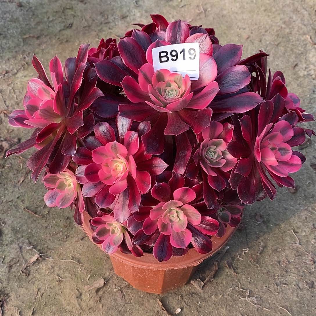 惜**艺美杜莎多肉植物919