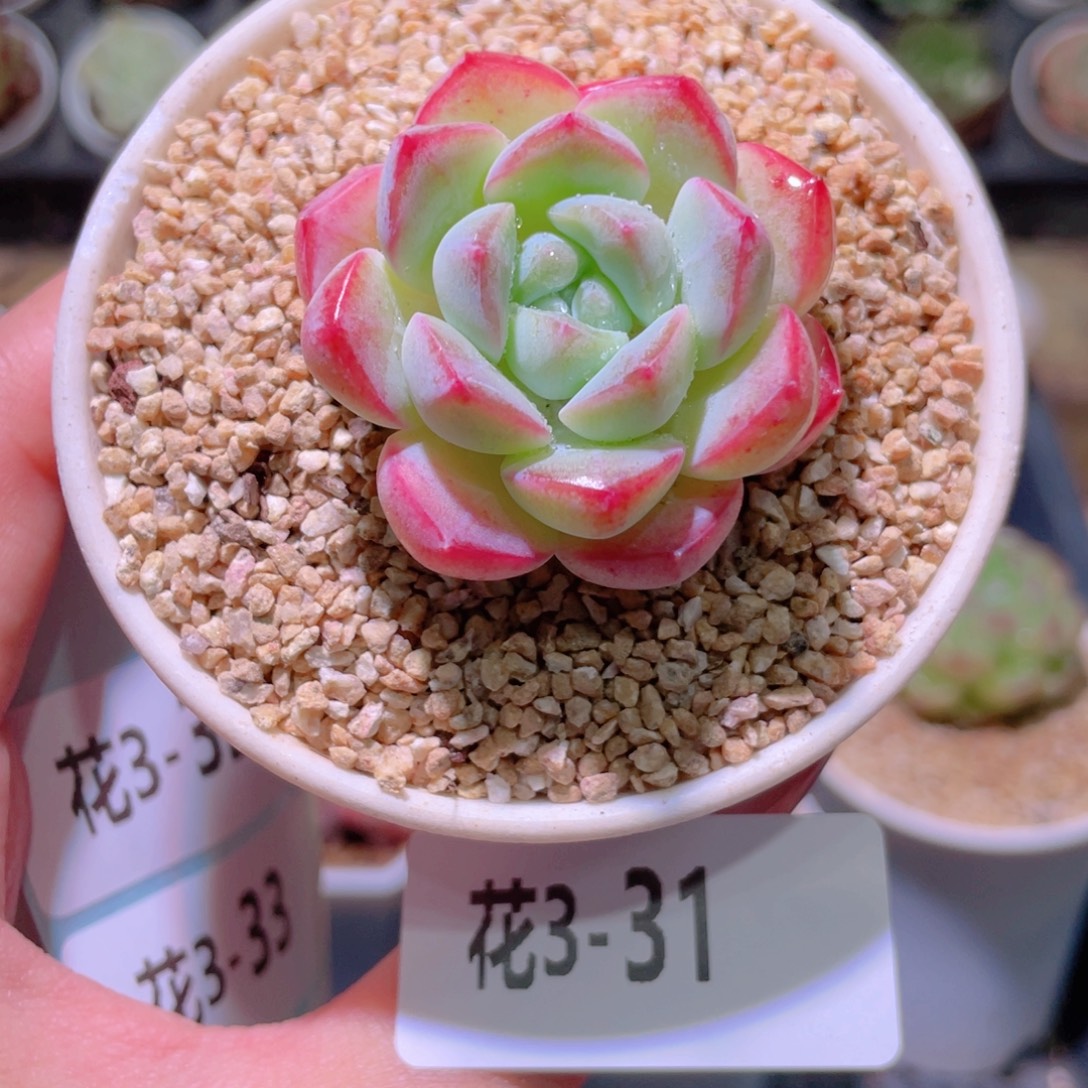 花利美3-31新品单头