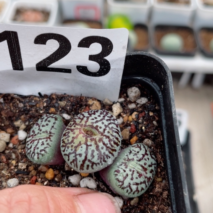 123日系大型墨带盆