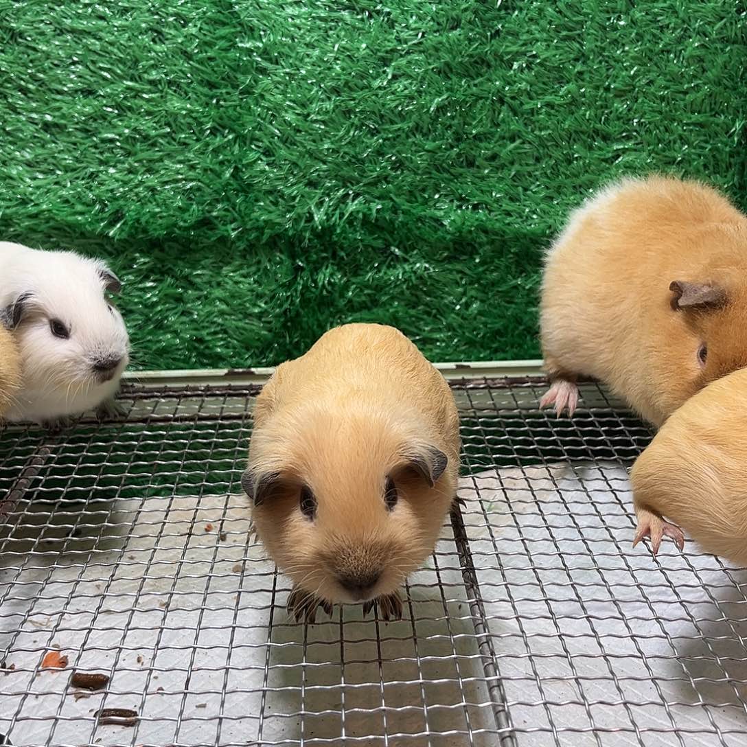 豚鼠奶黄加州弟弟特价300