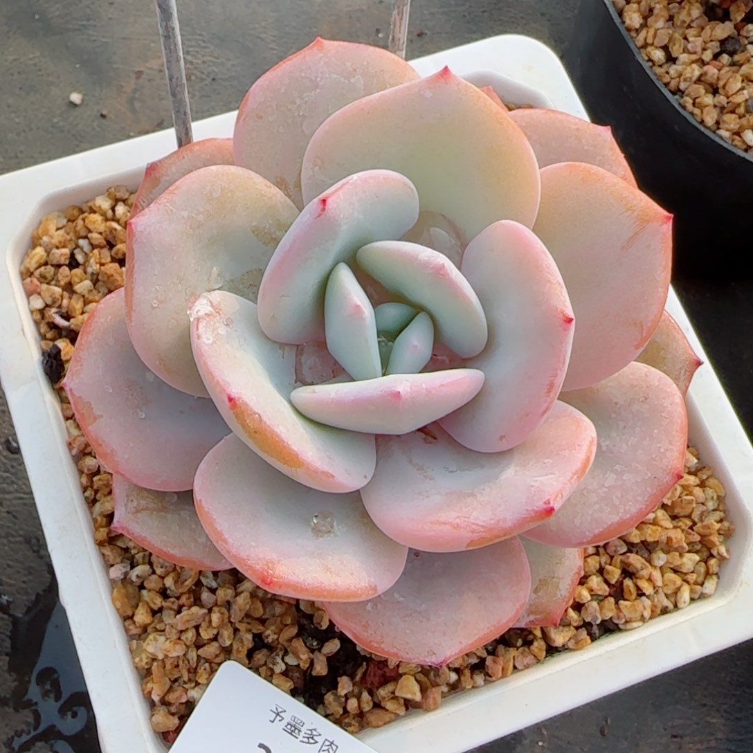 奶茶，3185多肉植物