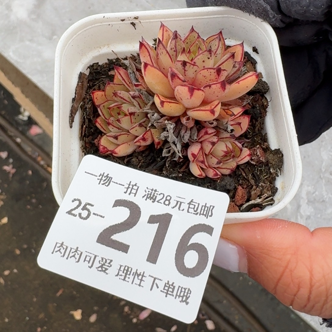 灰姑娘无盆土发货无盆