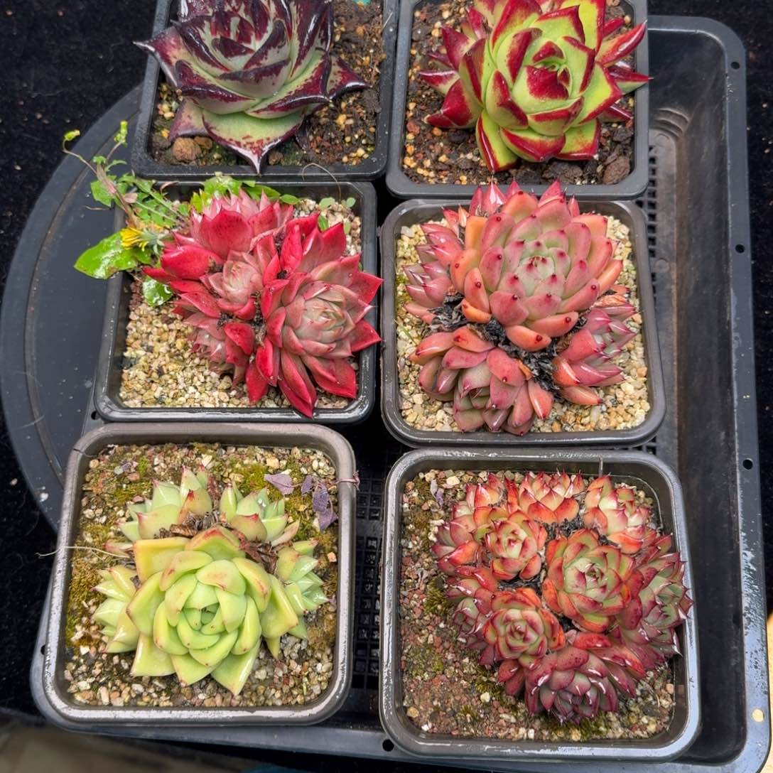 从前慢多肉精选编号1210.131