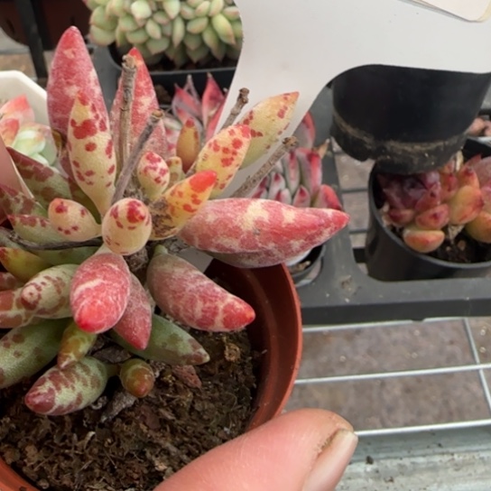 84梅花鹿一物一拍18包邮