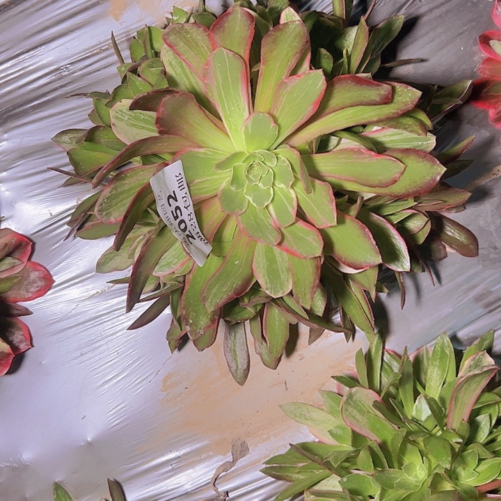 2052浣纱多肉植物