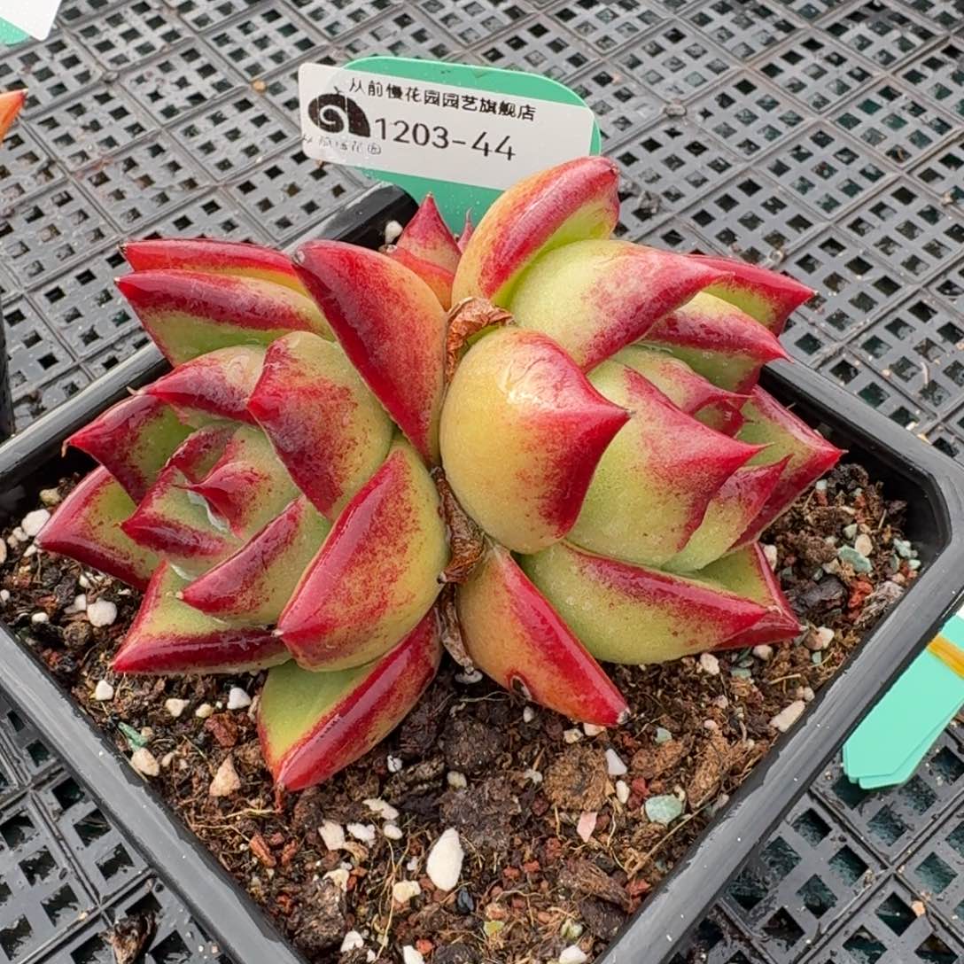 从前慢的多肉精选编号1203.44