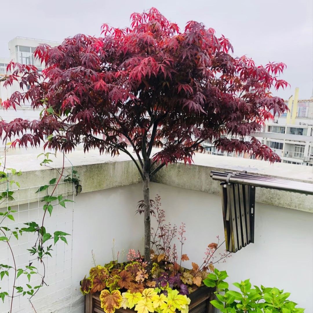 红枫苗寓意美好适合庭院花园栽种的景观彩叶树种