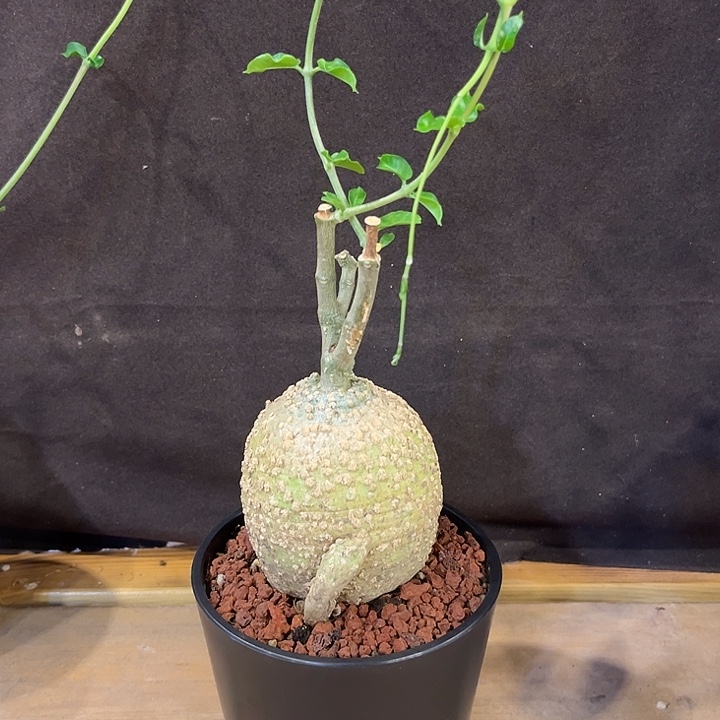 汤圆植物火星人哈