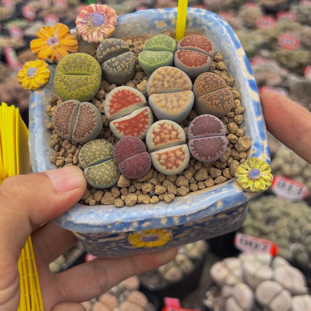 050 生石花不带盆……