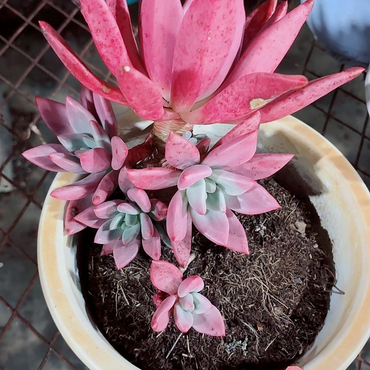 桃花源老桩单头带飘枝