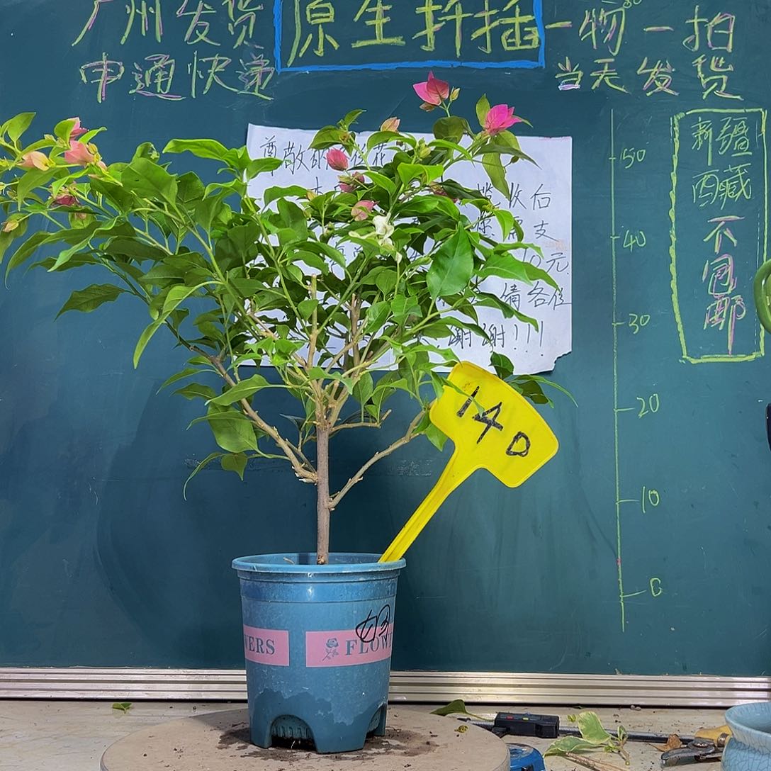 当前无花栽培后可以开花  胭脂红  140