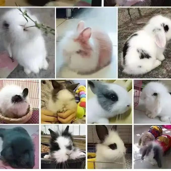 宠物兔宝宝专用链接