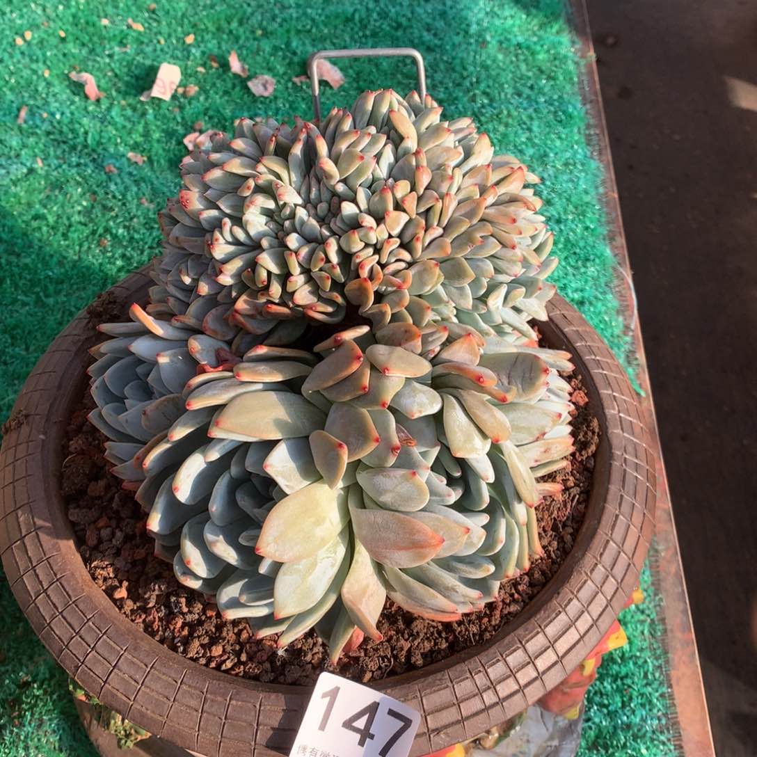 147橙子缀化多肉植物