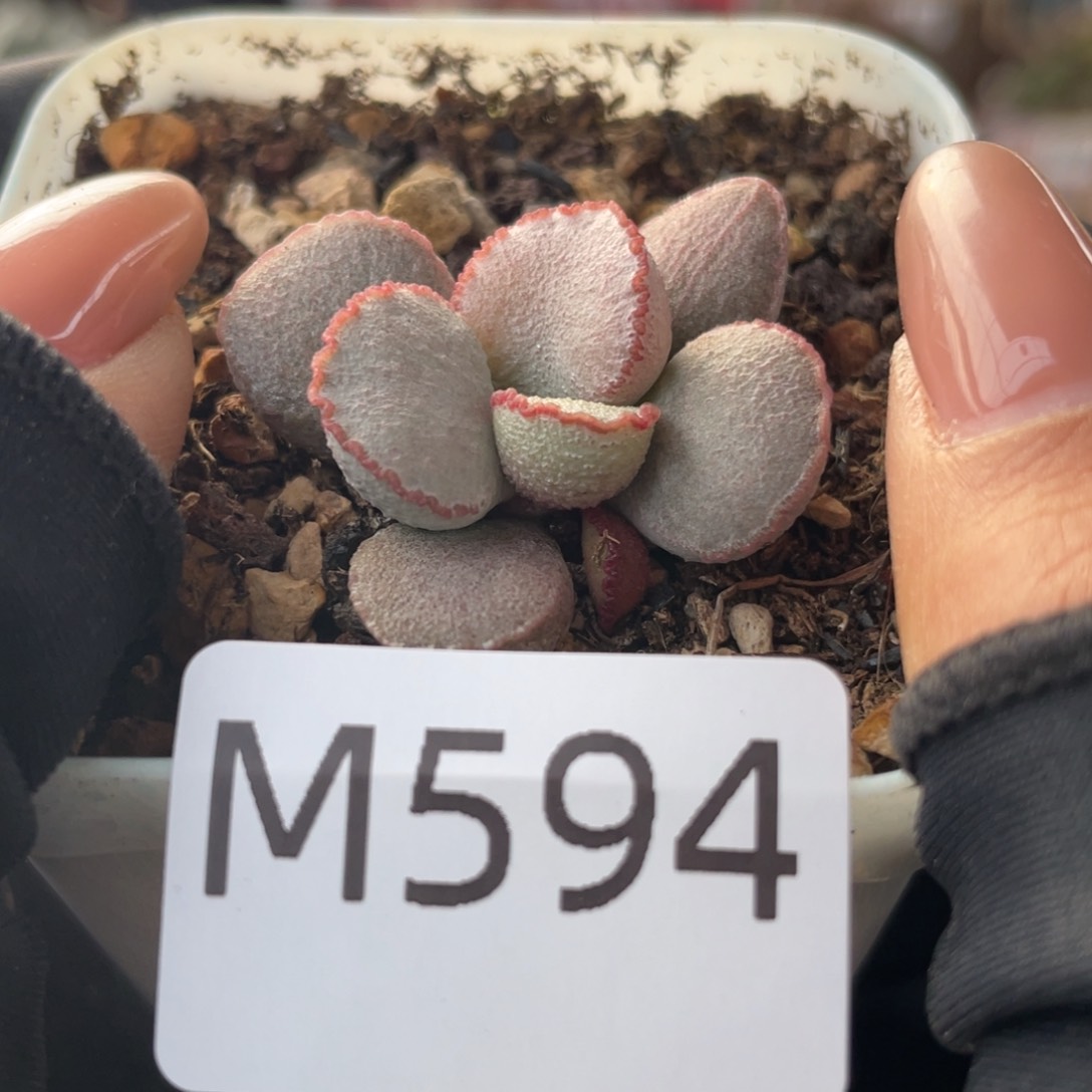    硬叶白蛋。 594。  