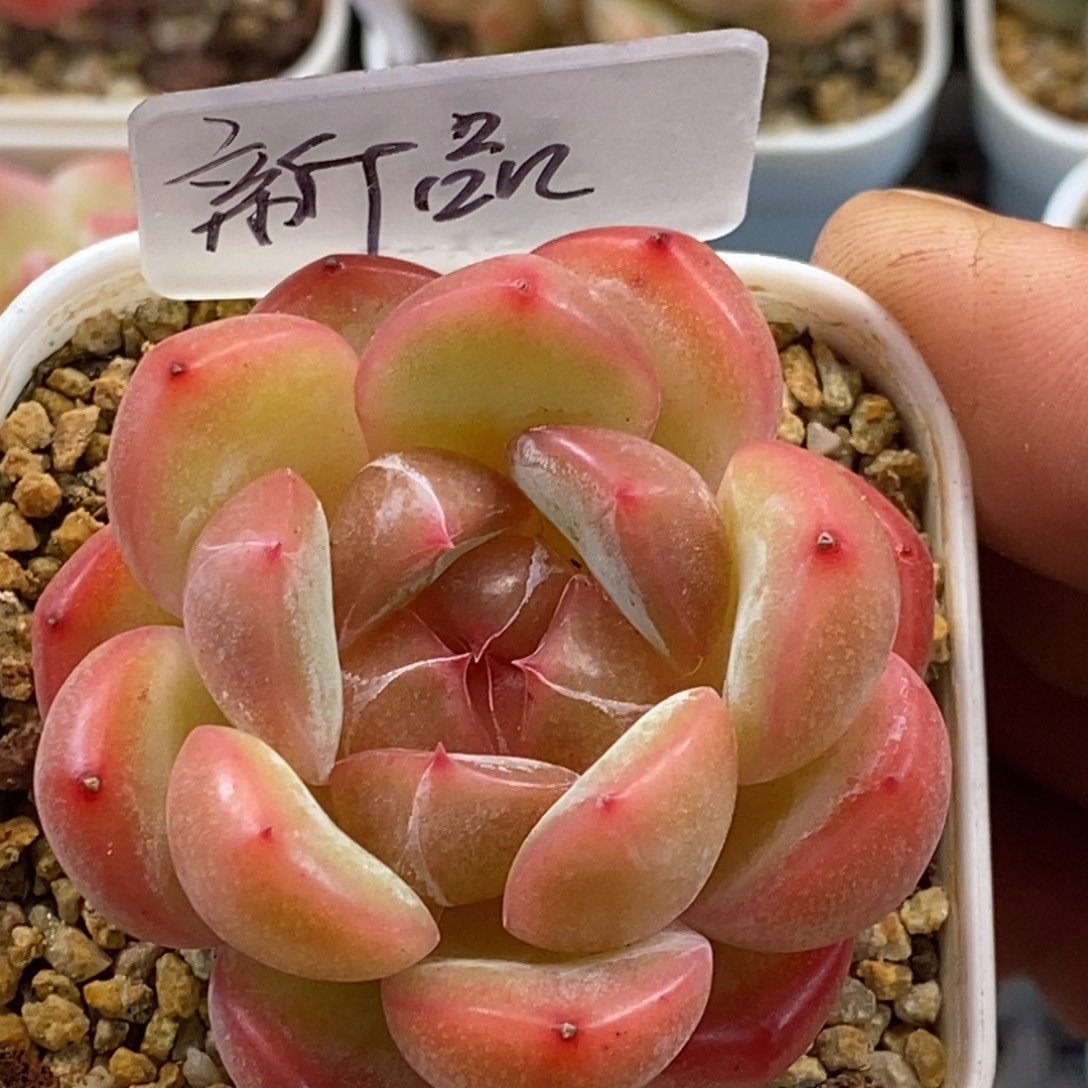 天官赐福百无禁忌
