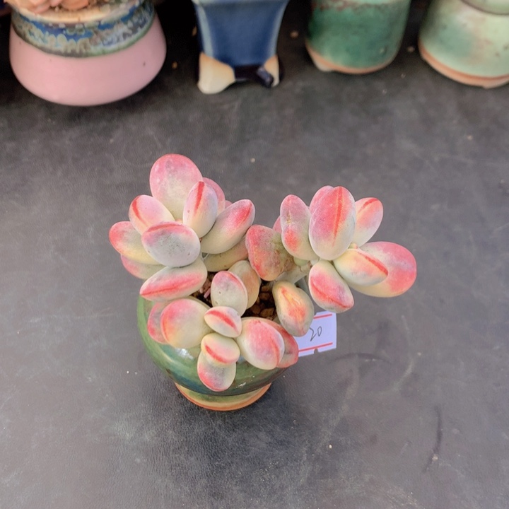 一物一拍满30包邮 20