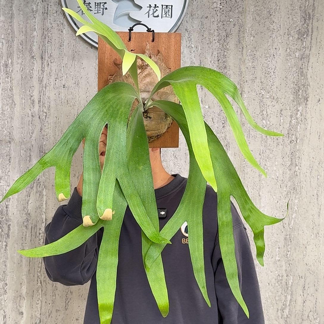 完全开放卷卷鹿鹿角蕨春野花园