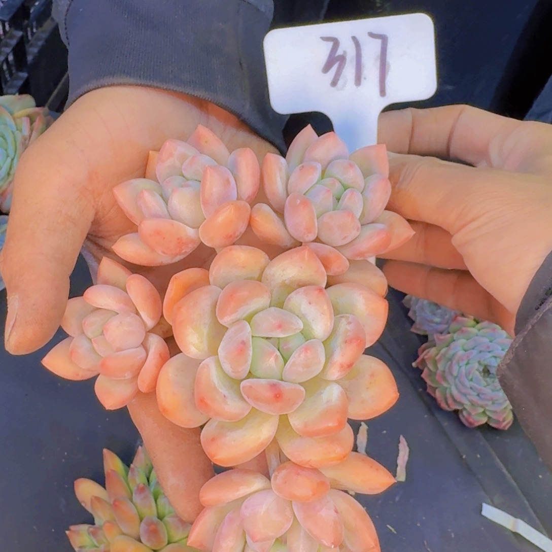 多肉植物和植物等植物