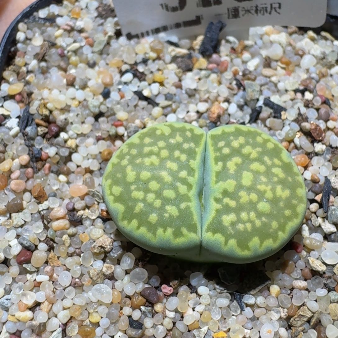 Ssss精品生石花326