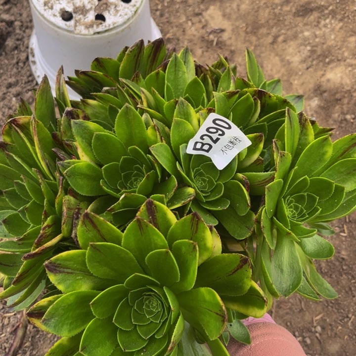 290绿魔多肉法师不包断枝