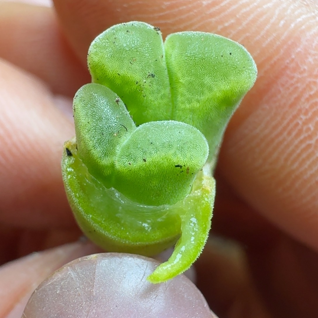 500双头一颗00000000000000