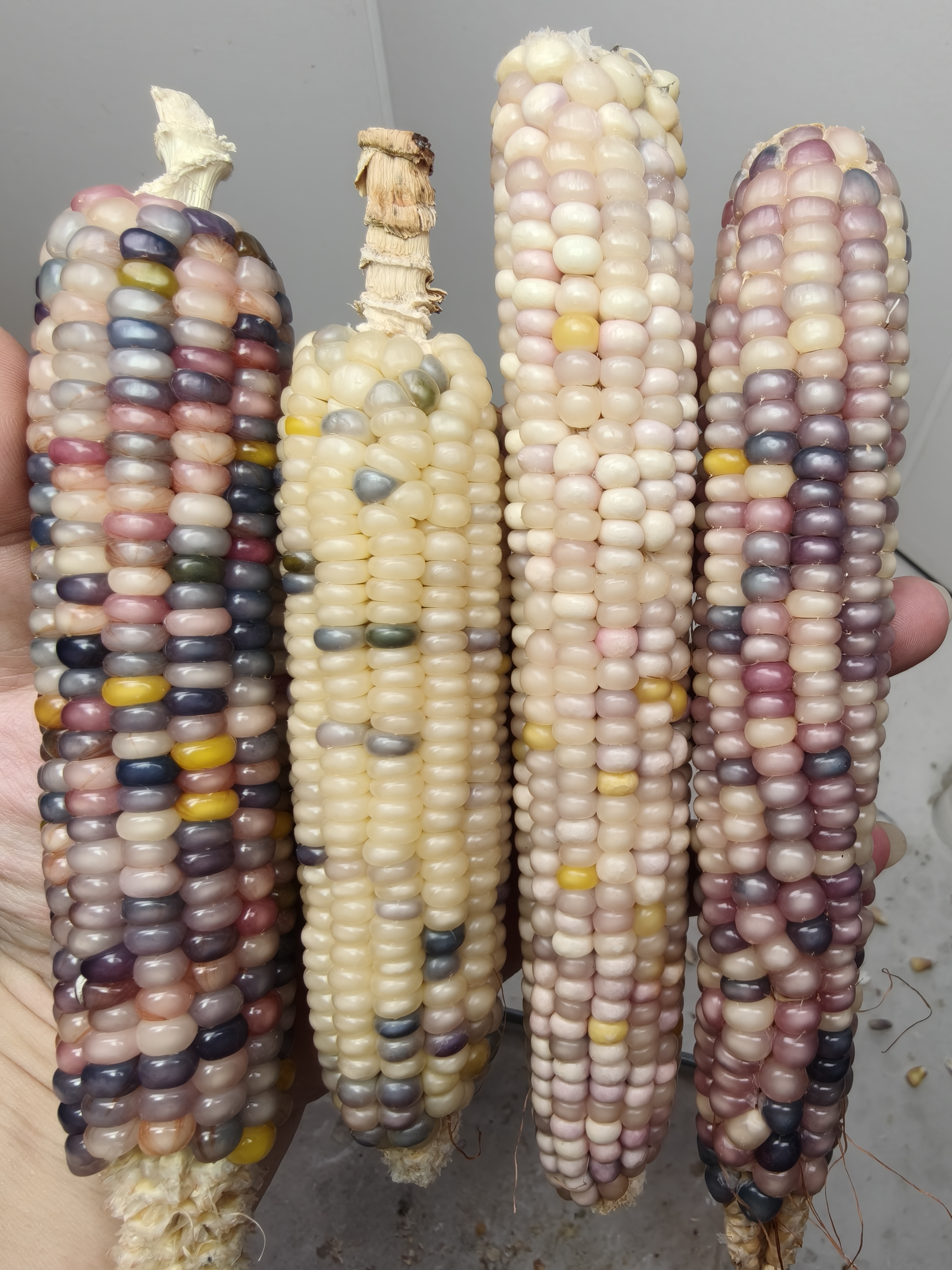 文玩玉米毛料 一物一拍