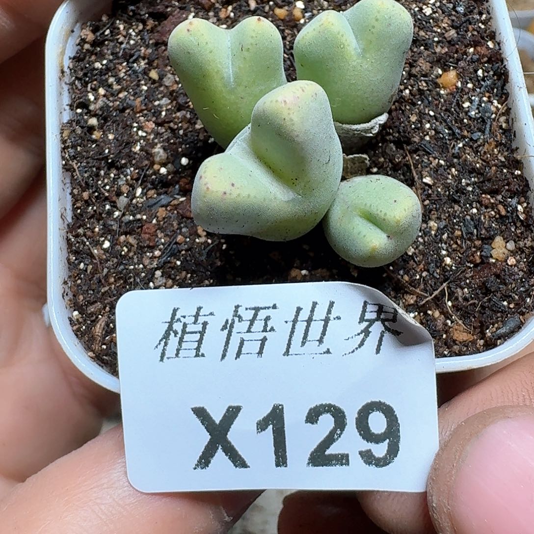 129h号多肉植物哇f g