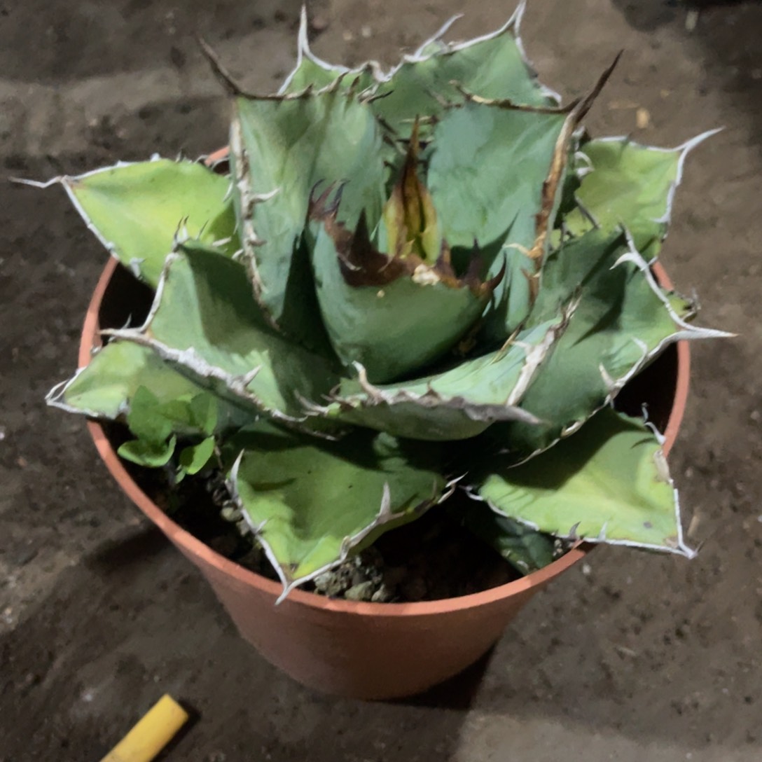 南霸王仁王冠系列13-16cm