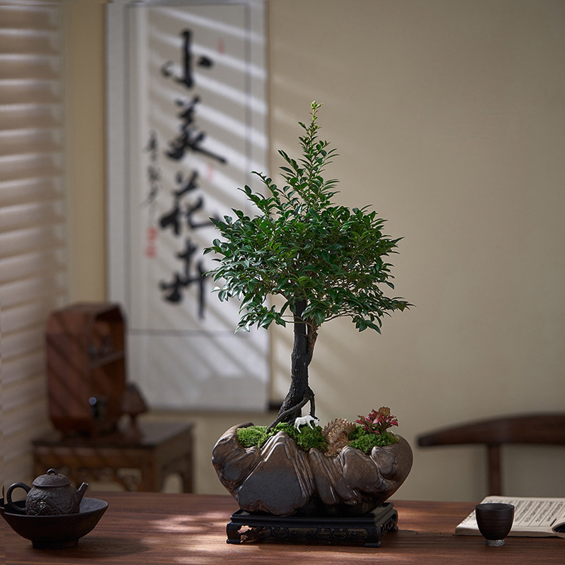 小叶紫檀黑骨茶盆景室内客厅办公室好养简约高端夏季清爽好养植物