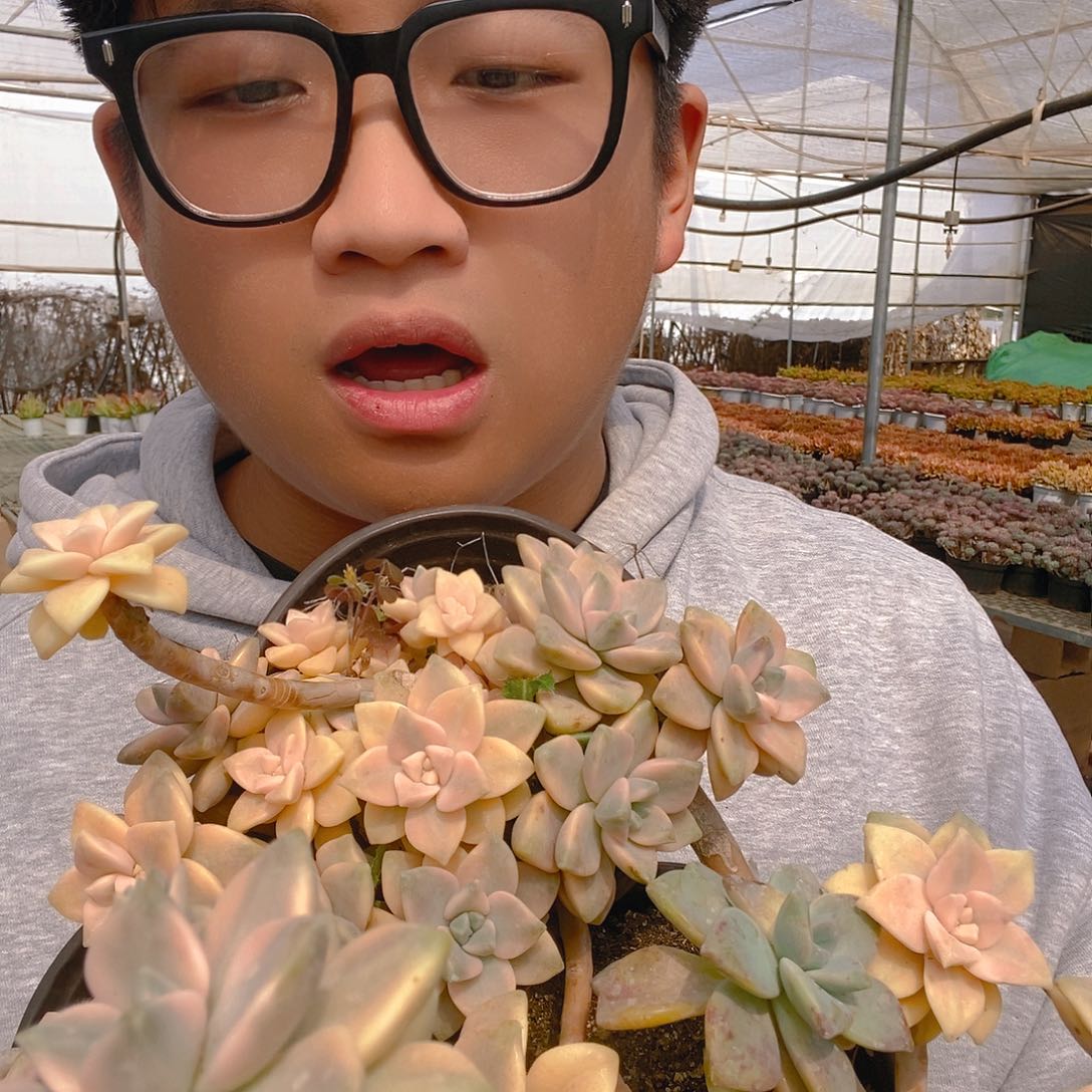 美杏锦妖桩整桩老桩特价